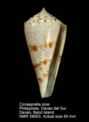 Conus ione.jpg - Conasprella ione (Fulton,1938)